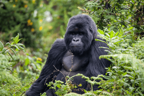 Rwanda-tourism