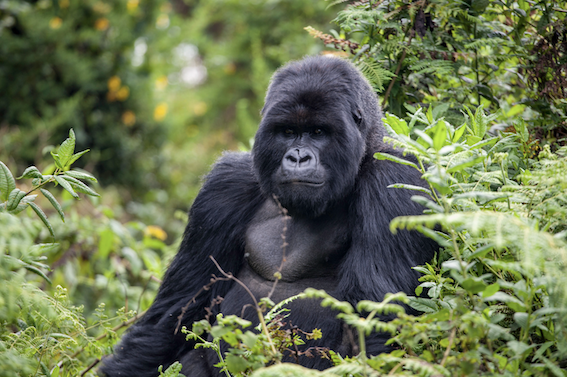 Tourism in Rwanda during the Inclusive FinTech Forum